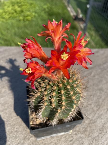 Matucana spec.